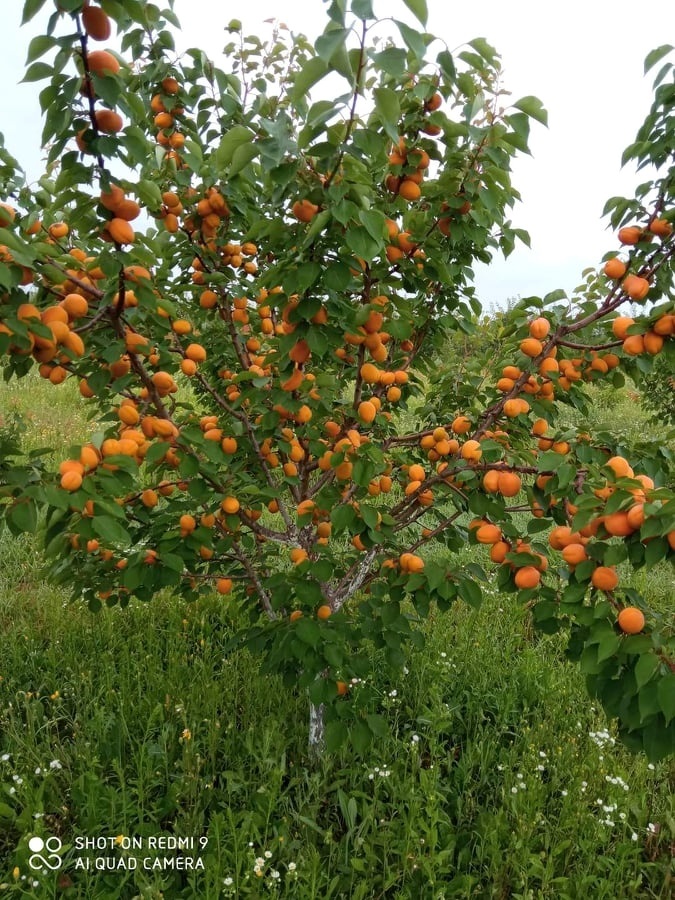 Абрикос Пріція