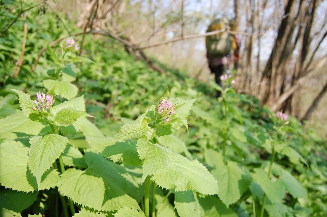 Ліс цвіте і пахне