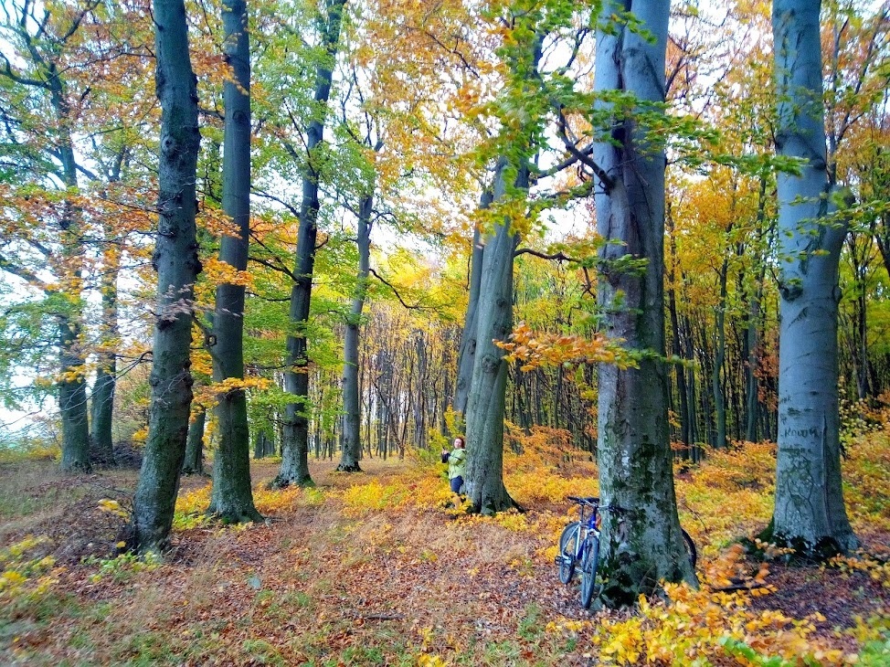 Букові старовікові ліси, Тернопілля