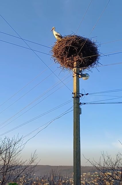 Бузькова нетерплячість: птах вже давно споглядає Чортків зі свого гнізда на Горішній Вигнанці